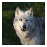 Loup gris du Canada Loup gris du Canada