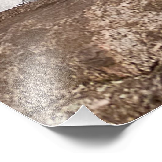 Impression Photo Loup gris-oriental (Coin)