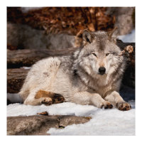 Loup gris-oriental