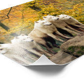 Impression Photo Loups blancs de l'Alaska dans la forêt (Coin)
