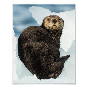 Impression Photo Loutre de mer