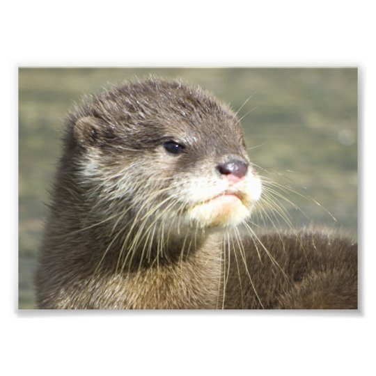 Impression Photo Loutre Mignonne De Bebe Zazzle Be