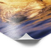 Impression Photo Loutres de mer, Enhydra lutris 3 (Coin)