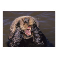 Loutres de mer, Enhydra lutris 6