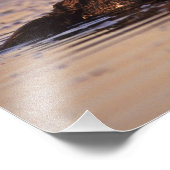 Impression Photo Loutres de mer, Enhydra lutris 6 (Coin)