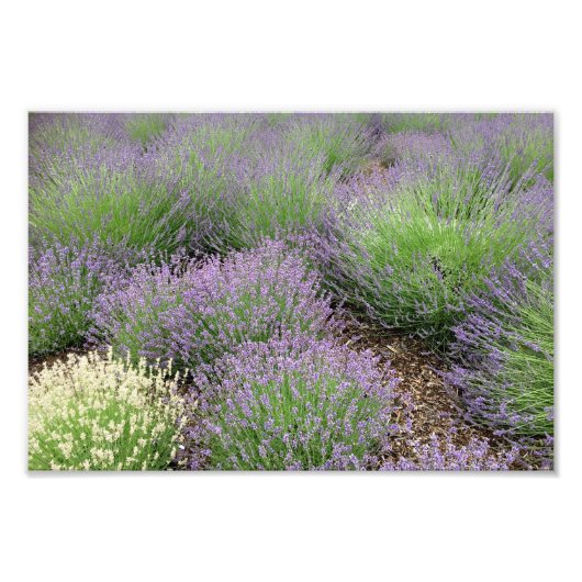 Impression Photo Lovely Lavender (Devant)