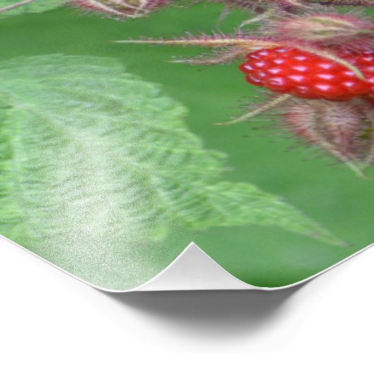 Impression photo Lucit Raspberry (Coin)