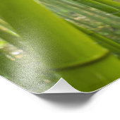 Impression Photo Lumière du matin filtrant à travers le bambou (Coin)