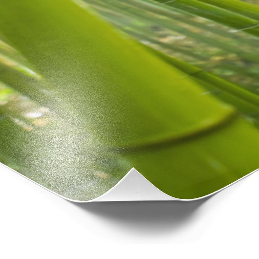 Impression Photo Lumière du matin filtrant à travers le bambou (Coin)