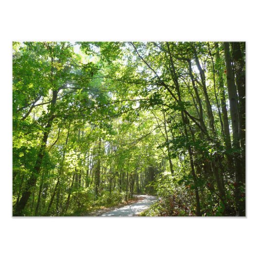 Impression Photo Lumière du soleil sur le chemin en bois au Centenn (Devant)