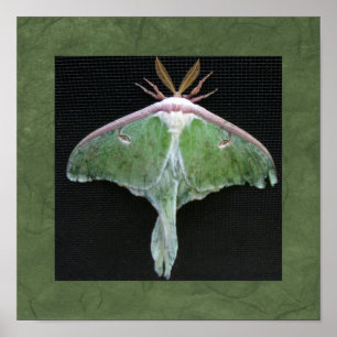 Impression photo Luna Moth
