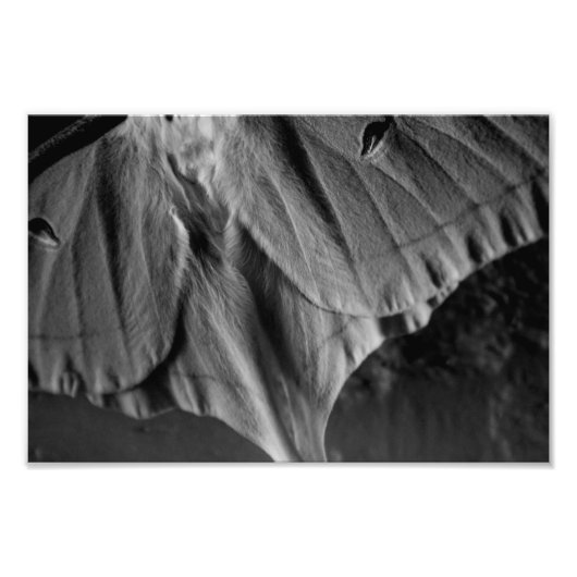 Impression Photo Luna Moth en noir et blanc (Devant)