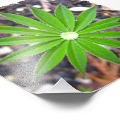 Impression Photo Lupin Leaf (Coin)