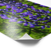 Impression Photo Lupines bleus (Coin)