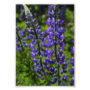 Impression Photo Lupines bleus