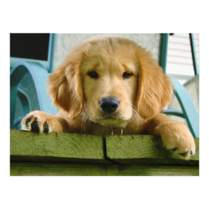Impression Photo Lupus de Canis de chiot de golden retriever