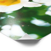 Impression Photo Lys blancs - Lilium candidum (Coin)