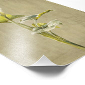 Impression Photo Lys calla par Fidelia Bridges (Coin)