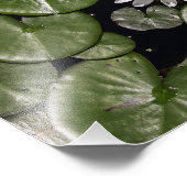 Impression Photo Lys d'eau (Coin)