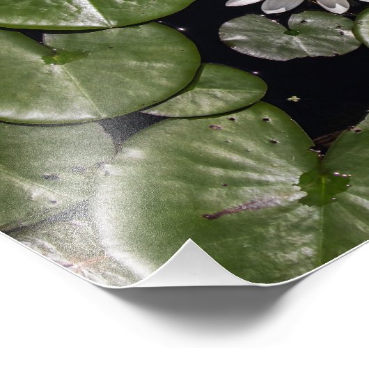 Impression Photo Lys d'eau (Coin)