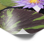 Impression Photo Lys d'eau de 11 x 14 po (Coin)