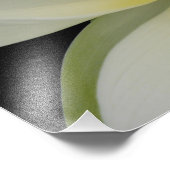 Impression Photo Lys d'eau de Lotus crémeux (Coin)