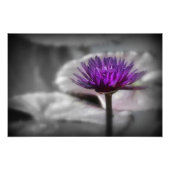 Impression Photo Lys d'eau violet (Devant)