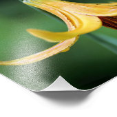 Impression Photo Lys Du Canada Sauvage Avec Insecte De Luciole 8x10 (Coin)