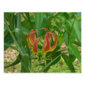 Impression Photo Lys flamme - Gloriosa Superba (Devant)