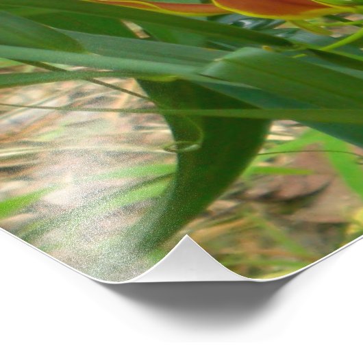 Impression Photo Lys flamme - Gloriosa Superba (Coin)