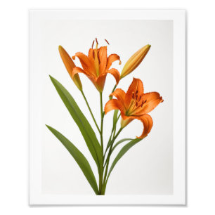 Impression Photo Lys orange fleurissant sur l'affiche arrière - pla