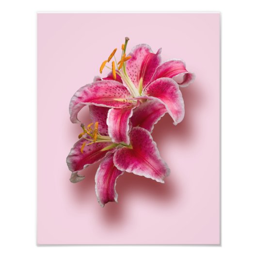 Impression Photo Lys Stargazer Rose (Devant)