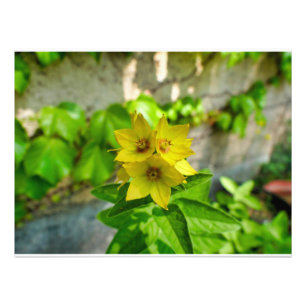 Impression Photo Lysimachia punctata