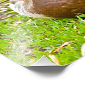 Impression Photo M. Mallard Duck (Coin)