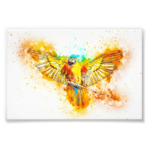 Impression Photo Macaw