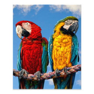 Impression Photo Macaw bleu et jaune et macaw Scarlet