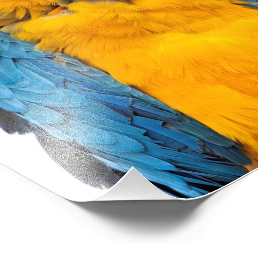 Impression Photo Macaw bleu et or (Coin)