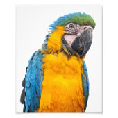 Impression Photo Macaw bleu et or (Devant)