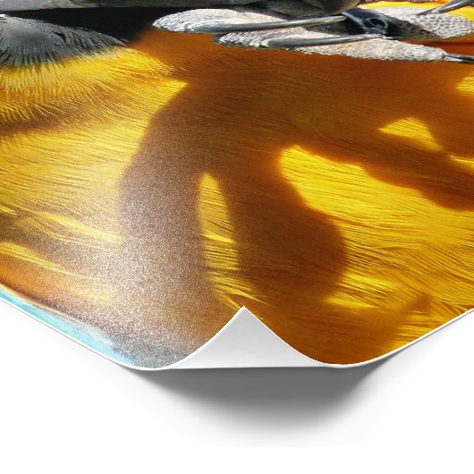 IMPRESSION PHOTO MACAWS (Coin)