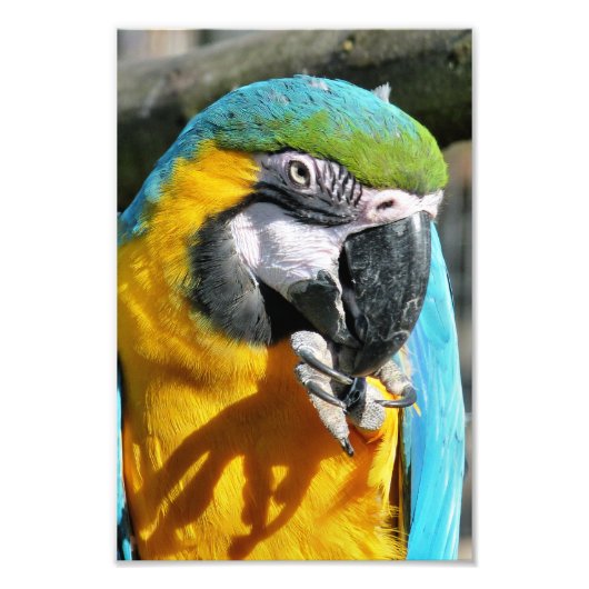 IMPRESSION PHOTO MACAWS (Devant)