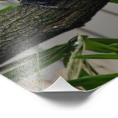 Impression Photo Macaws II (Coin)