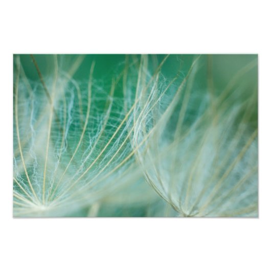 Impression Photo macro Dandelion (Devant)
