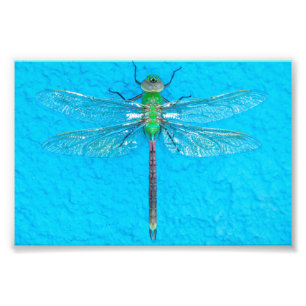 Impression Photo Macro dragonfly verte sur Arrière - plan bleu