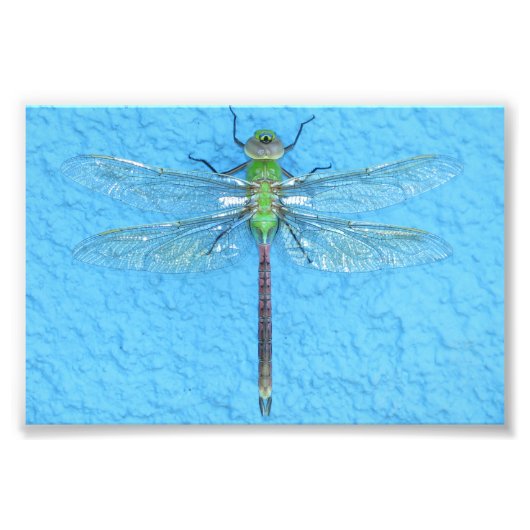 Impression Photo Macro dragonfly verte sur Arrière - plan bleu (Devant)