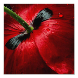 Impression Photo macro fermer le rose photographique