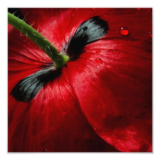 Impression Photo macro fermer le rose photographique (Devant)