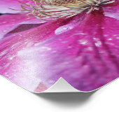 Impression Photo Macro Gros plan de la fleur de Clematis rose (Coin)