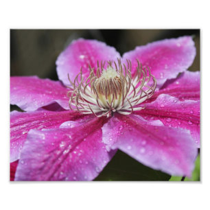 Impression Photo Macro Gros plan de la fleur de Clematis rose