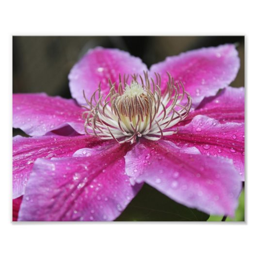 Impression Photo Macro Gros plan de la fleur de Clematis rose (Devant)