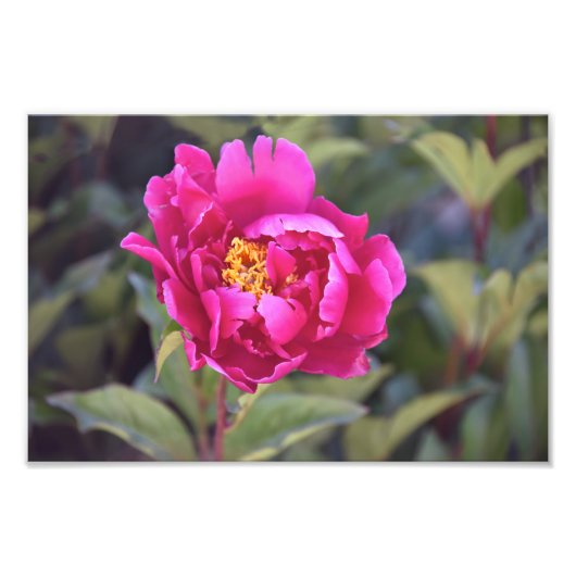 Impression Photo Magenta Peony (Devant)